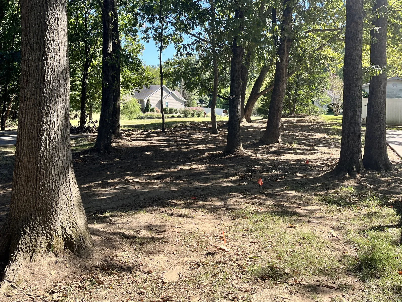 Understory cleared beneath the trees on the same job, ground opened up to the yard