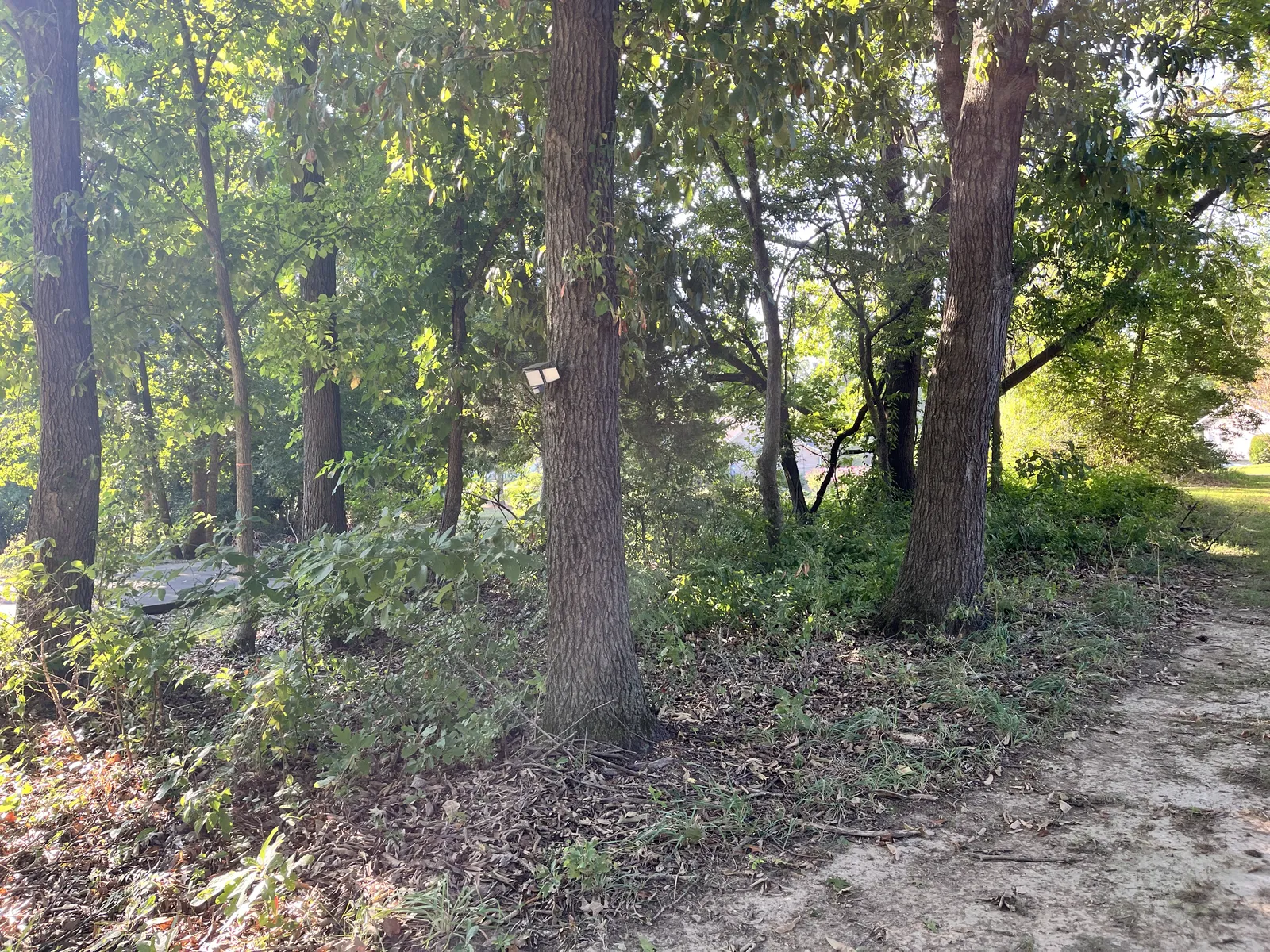 Before: vines and brush crowding the trees along a wooded lot edge