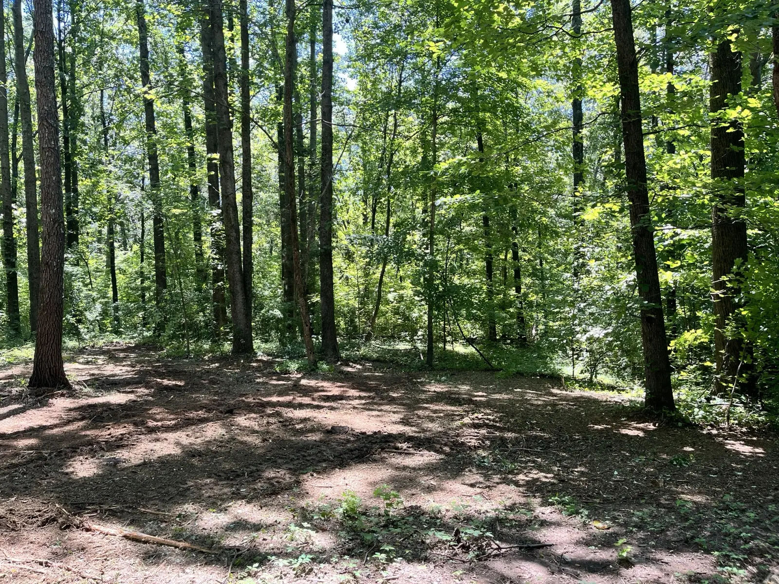 Forestry Mulching in Cobden, IL