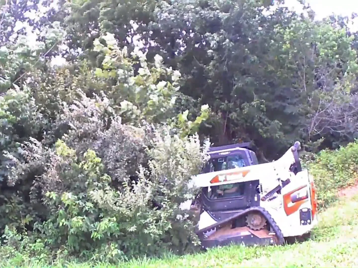 Tracked skid steer with a forestry mulching head working into overgrown brush along a mowed field edge