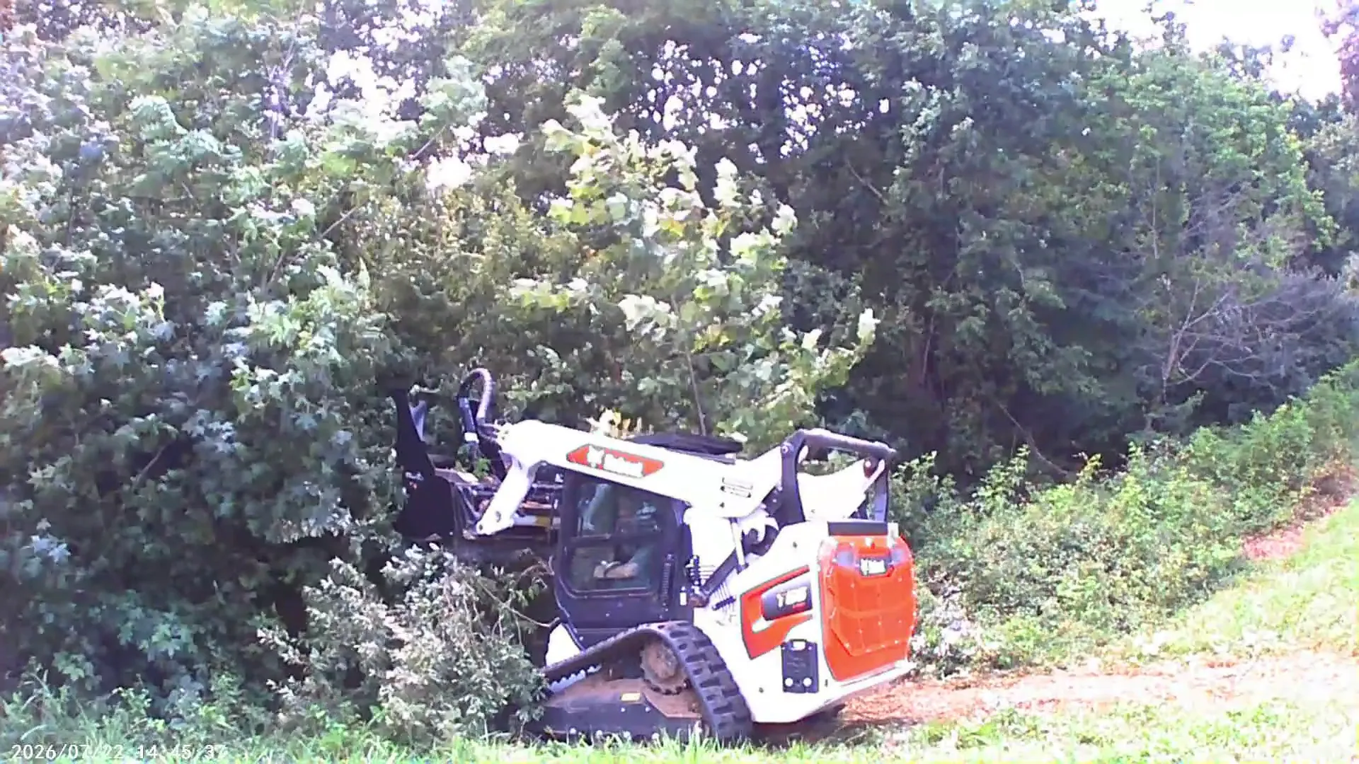 Honeysuckle Removal in Cobden, IL